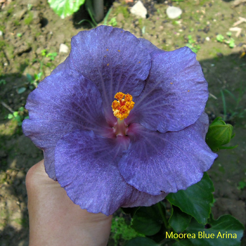 Moorea Blue Arina